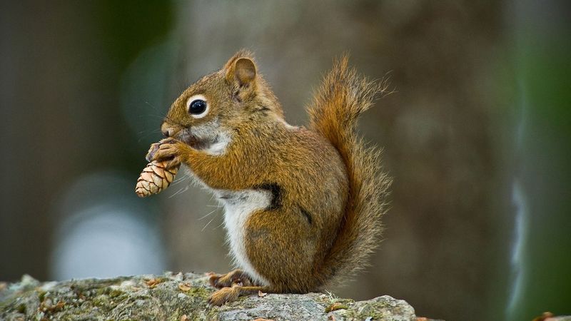 Red Squirrel