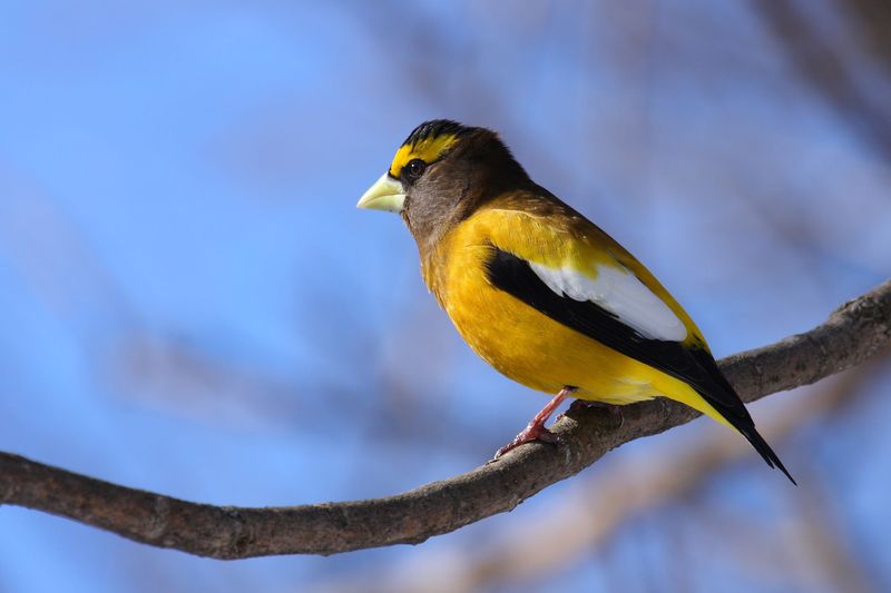 Evening Grosbeak (Coccothraustes vespertinus)