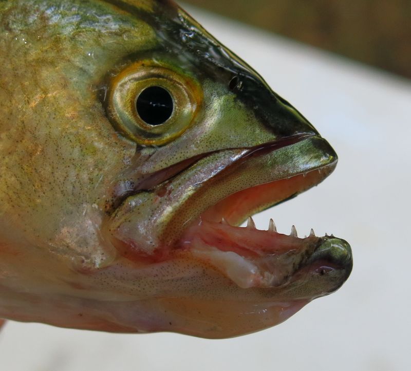 Bluefish