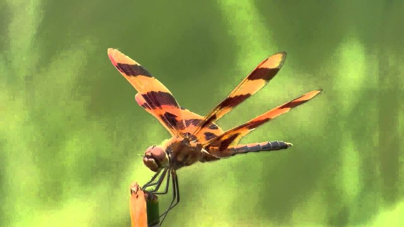 Halloween Pennant: The Orange Flag-Waver