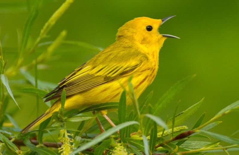 Yellow Warbler