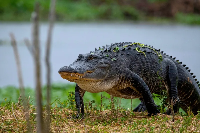 Conservation Success