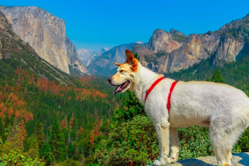 Yosemite National Park (California)