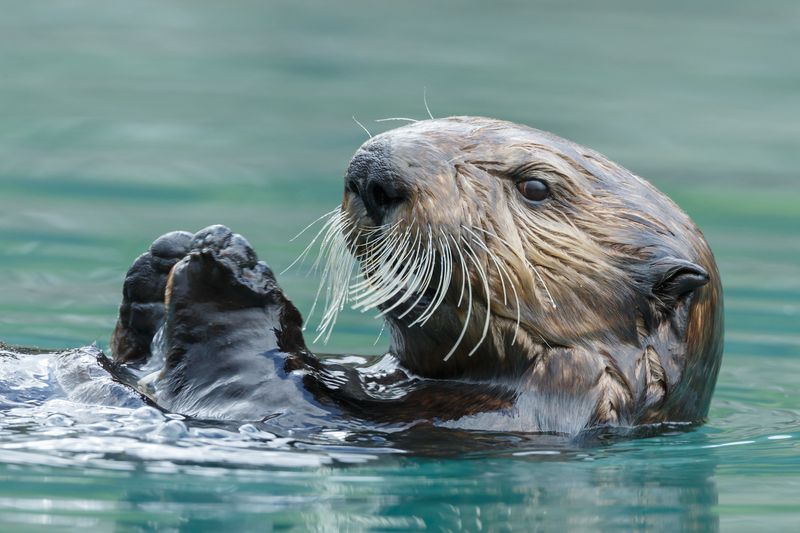 Specialized Paws With Sensitive Whiskers