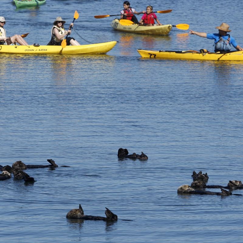 Otters and Humans: Can We Peacefully Share the Coastline?