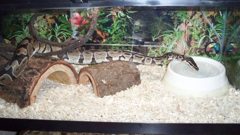 Using Dangerous Bedding Materials