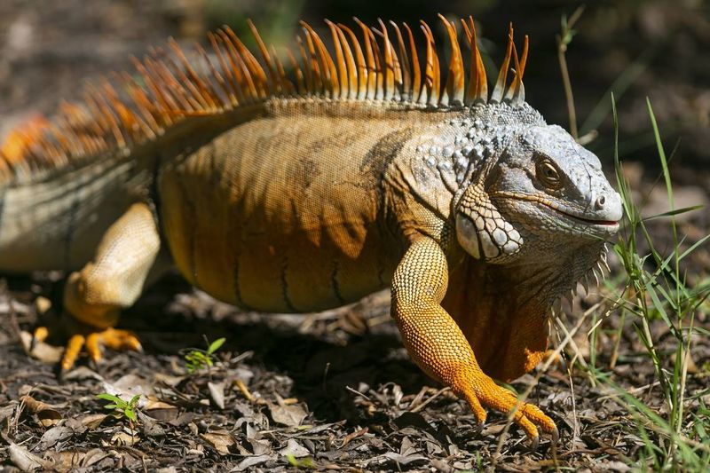Ecological Impacts and Ongoing Challenges