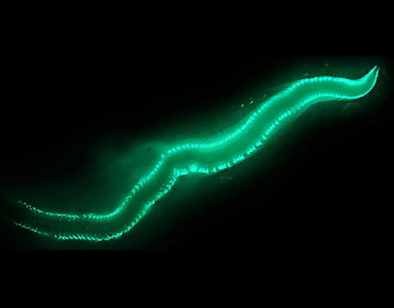 Fireworms: Pulsing Light Rings Of the Reef