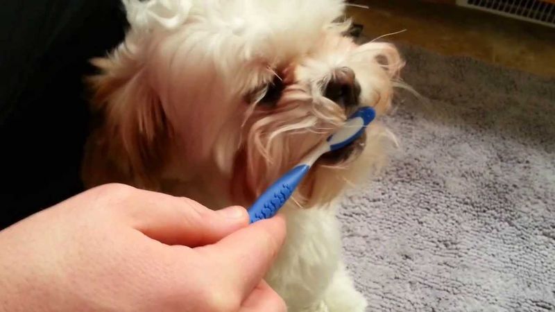 Daily Dental Defense Grooming Hack