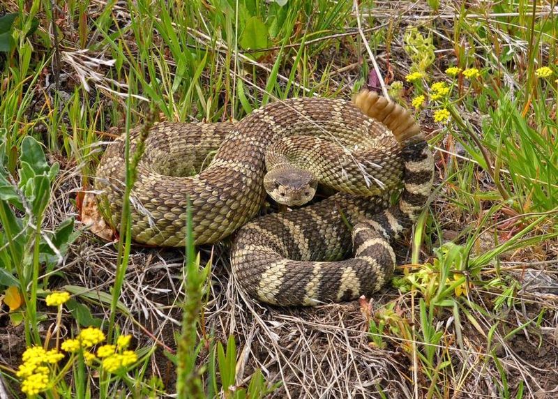 Columbia River's Surprising Snake Population