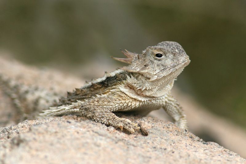Desert Night Lizard: The Secretive Toxin-Bearer