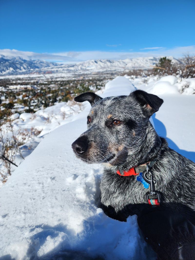 Australian Cattle Dog