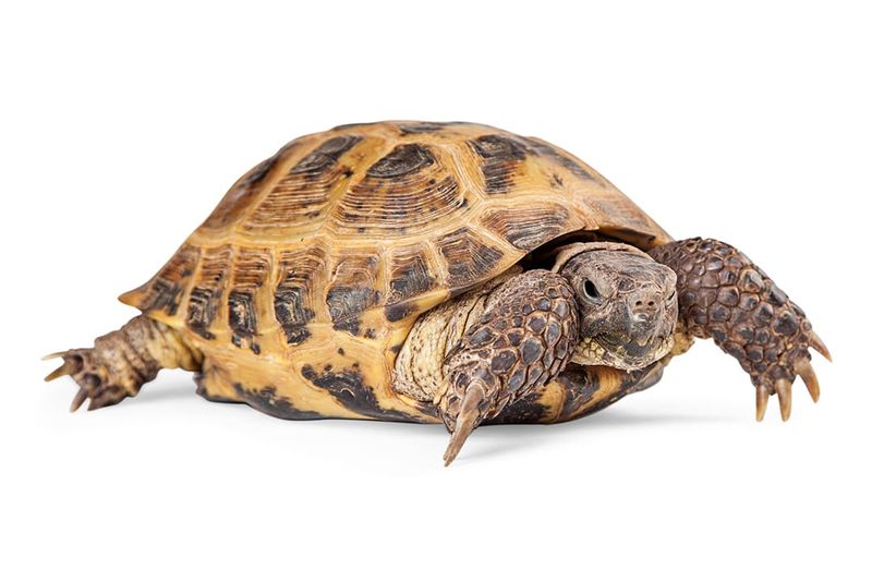 Russian Tortoise: The Balcony Buddy