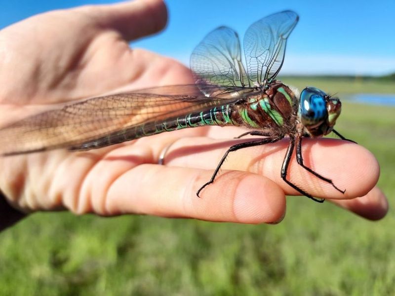 Restaurant Patrons Share Meals With Aerial Visitors