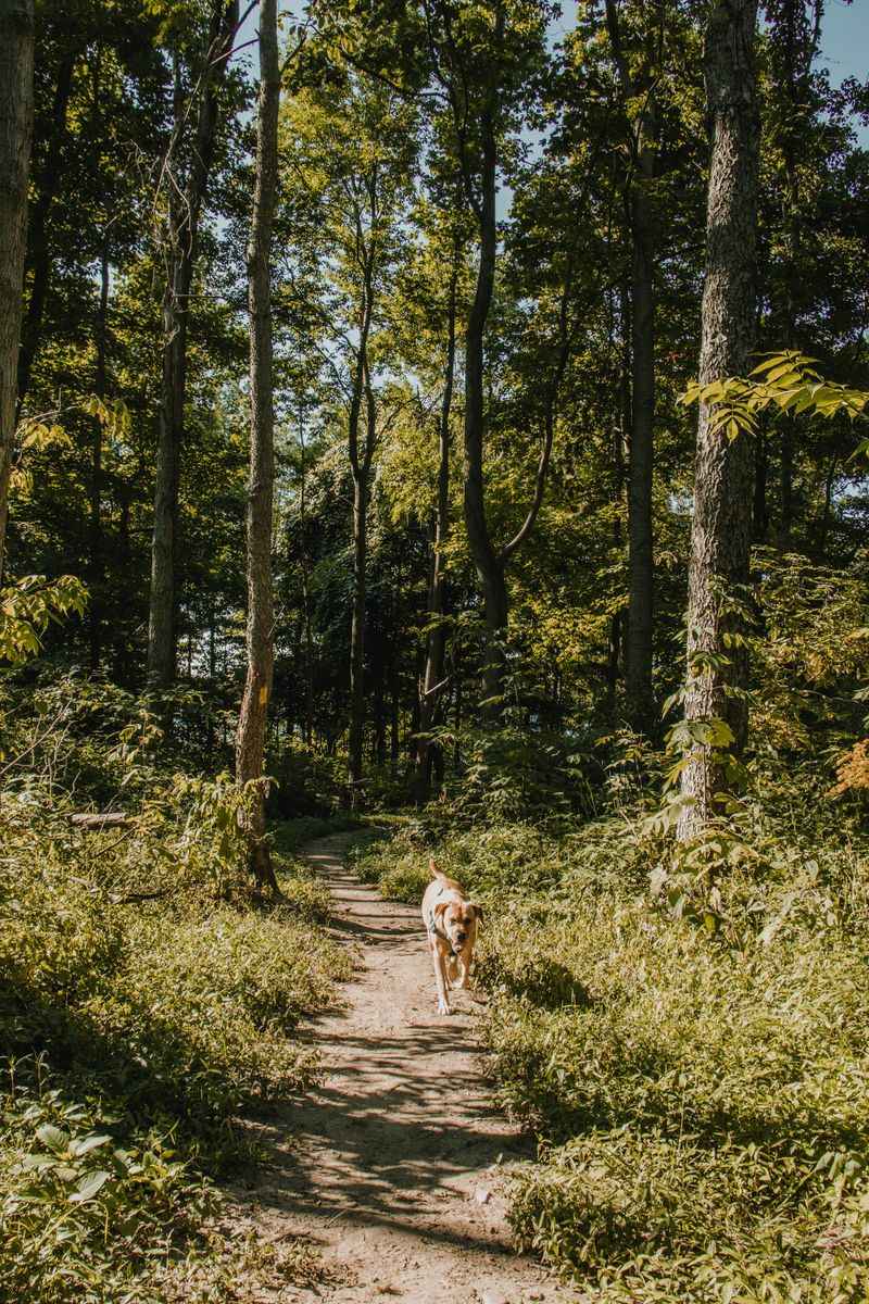 Three Bears (Shane's Loop) – Boise Ridge-To-Rivers