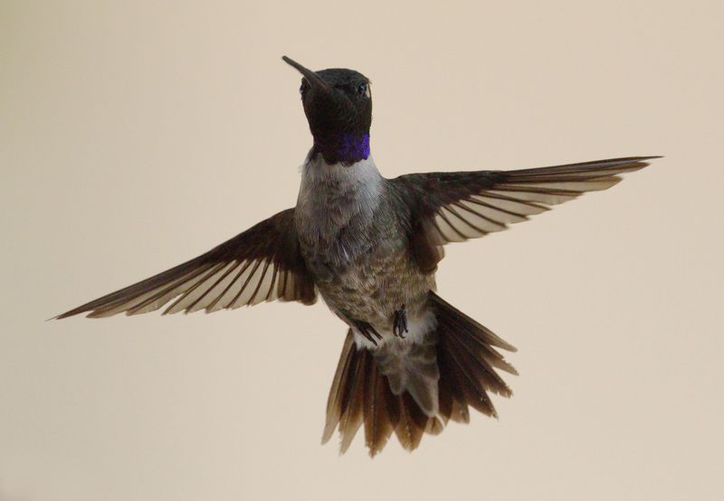 Black-Chinned Hummingbird