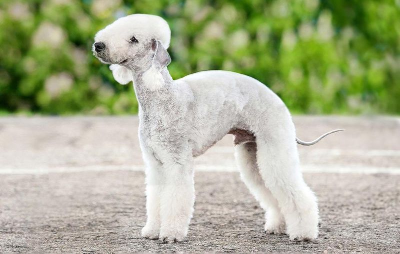 Bedlington Terrier: The Lamb in Wolf's Clothing