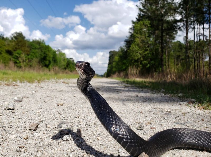Northern Black Racer (Coluber constrictor constrictor)