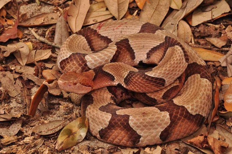 Copperhead: The Northern Interloper