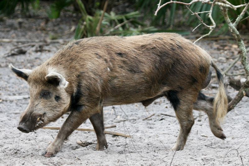 Wild Boars: Tusked Troublemakers