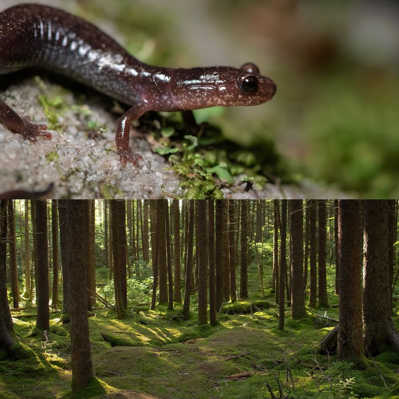 Cheat Mountain Salamander