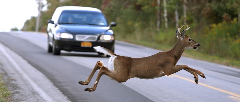 Deer