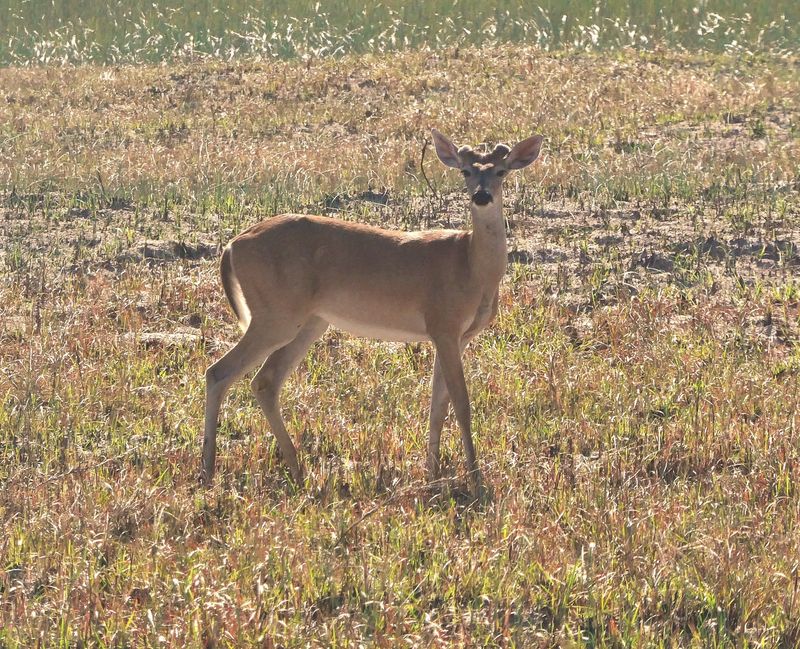 White-tailed Deer: The Dune-Dwelling Browsers
