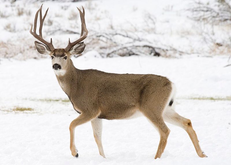 Mule Deer: Bounding Beauties
