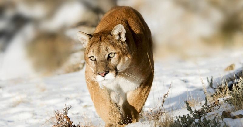 Mountain Lion