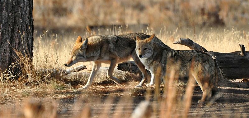 Coyotes Have A Wide Range