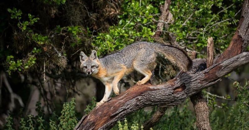 Gray Foxes Are Tree Climbers