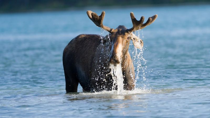 Moose Transform Into Submarine Mammals
