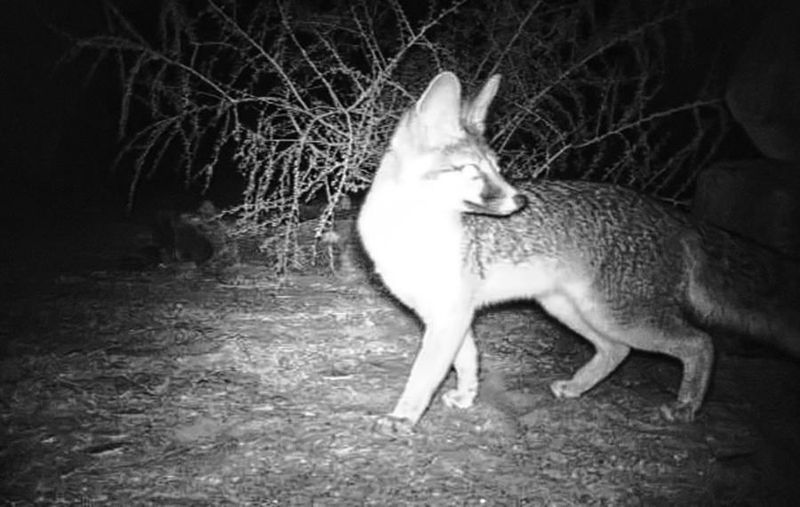 Gray Foxes Are Excellent Night Hunters
