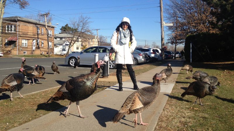 Wild Turkeys: The Staten Island Strutters