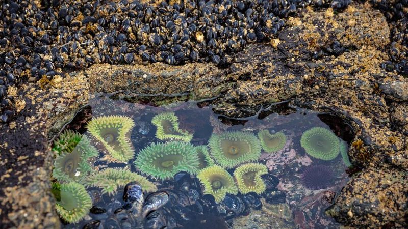 Sea Cucumbers – Carmel-By-The-Sea, Point Lobos State Reserve