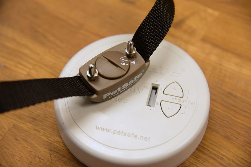 Shock Collars Create Problems, Not Solutions