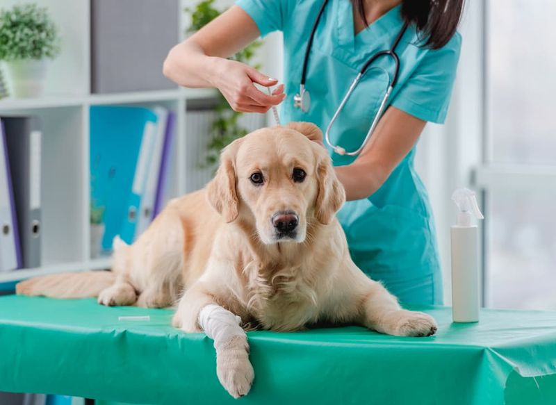 Arm Your Dog With Florida-Specific Vaccinations