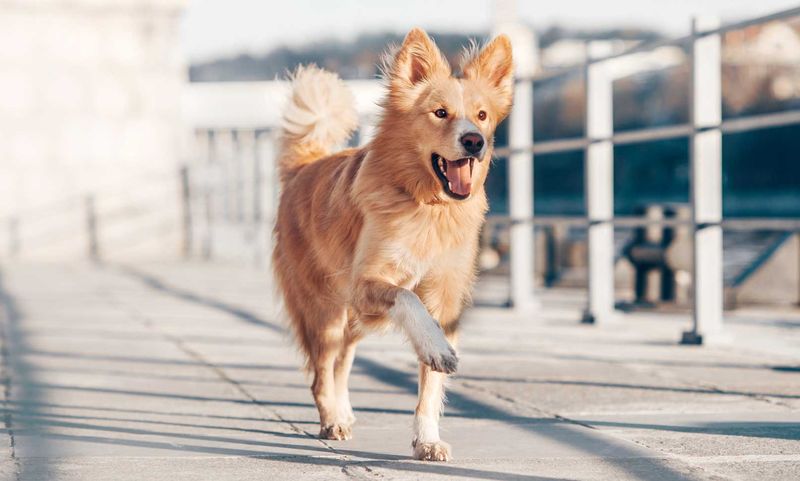Avoid Hot Pavement That Burns Paws