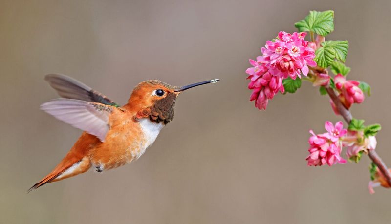 Prime Hummingbird Watching Seasons In Southern California