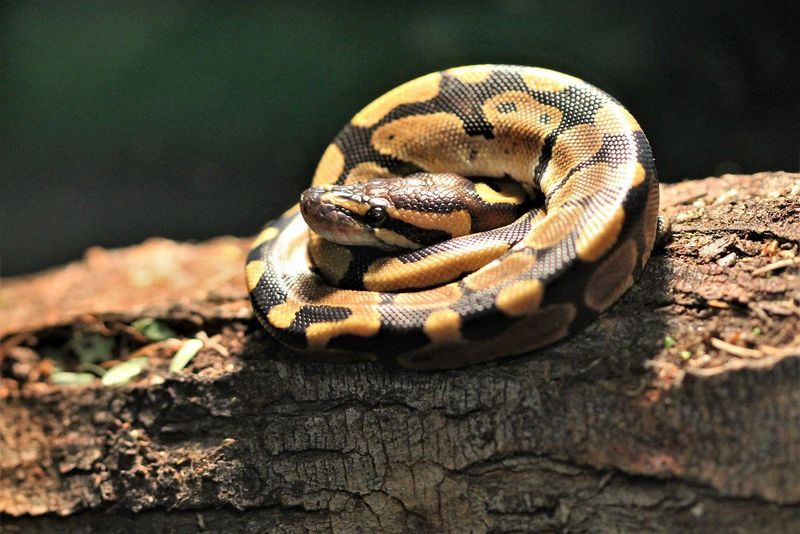 Ball Python: The Gentle Giant