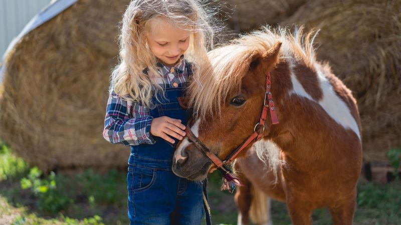 Shetland Pony: Mighty Minis Delighting California's Young Riders