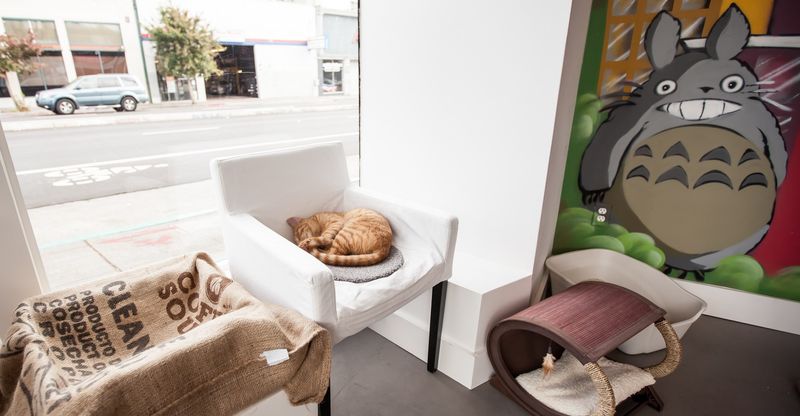 Cat Town – Oakland