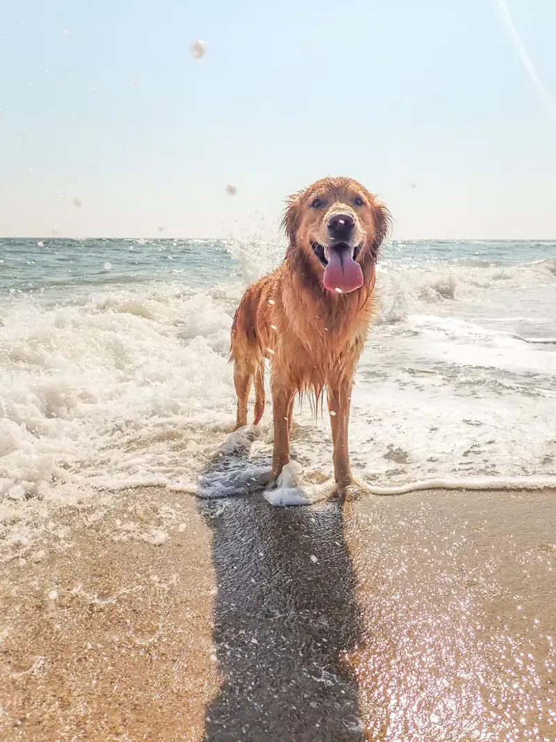 Houghton Lake's Spacious Canine Playground