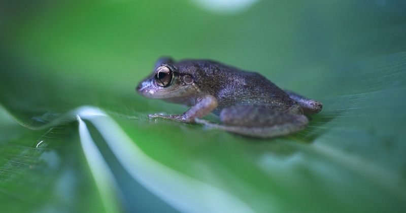 Coqui Frog