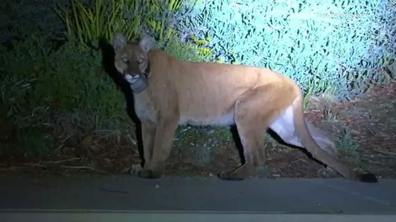 Simi Valley: Suburban Savanna Cats