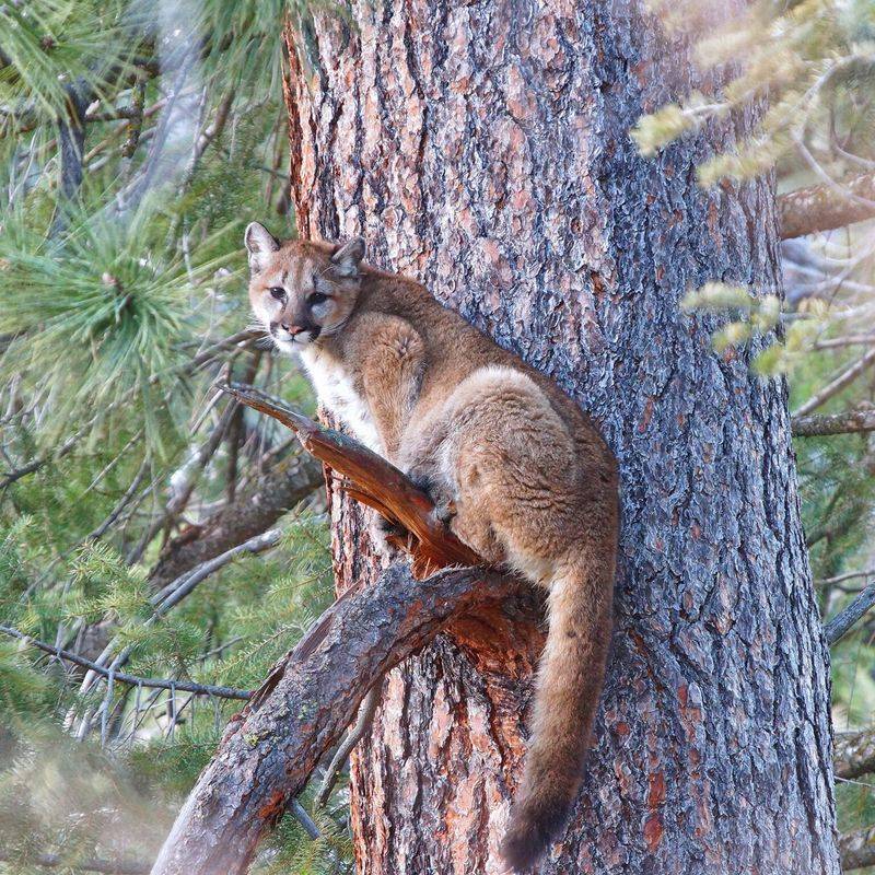 Stealthy Mountain Lions