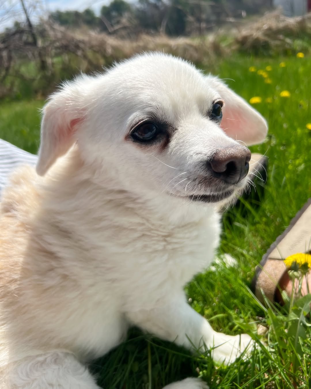 Cute white dog