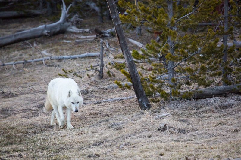 Conservation Success Story