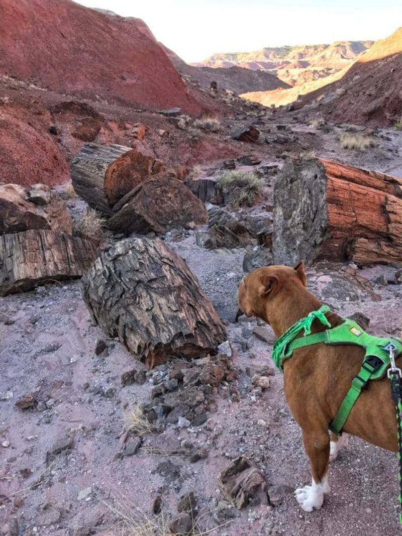 Petrified Forest National Park (Arizona)