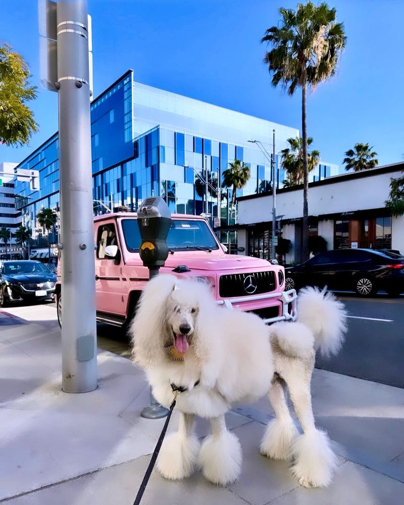 Poodle